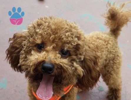 toy poodle - 8973 - Görsel 4