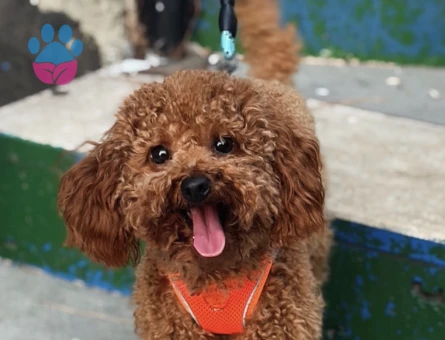 toy poodle - 8973 - Görsel 3