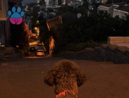 toy poodle - 8973