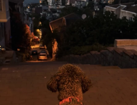 toy poodle - 8973