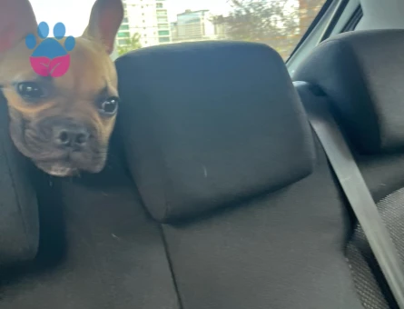 french bulldog - 8974 - Görsel 2