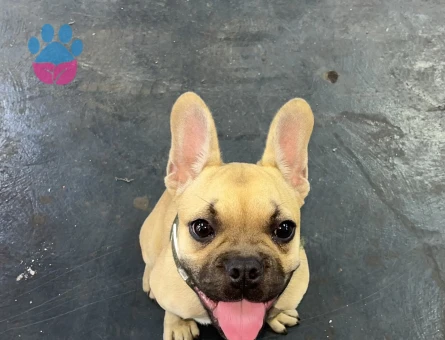 french bulldog - 8974 - Görsel 3