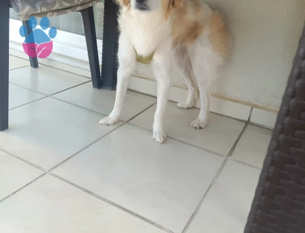 ÇOK AKILLI ÇOK USLU - 8975