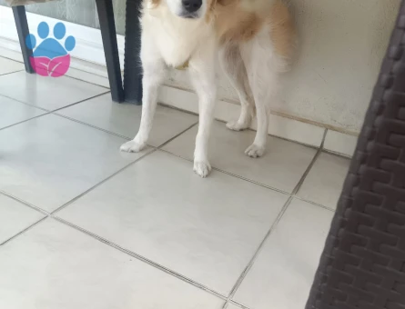 ÇOK AKILLI ÇOK USLU - 8975 - Görsel 3