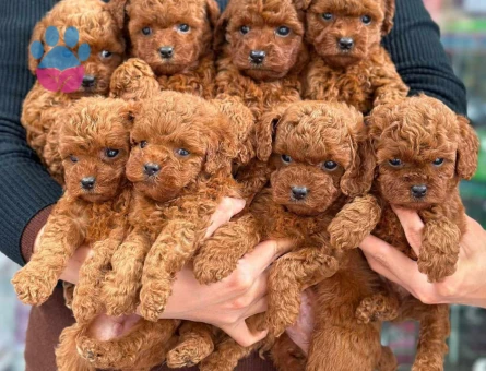TOY POODLE YAVRULARIMIZ - 8860 - Görsel 2