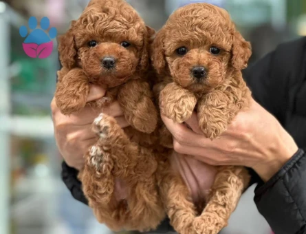 TOY POODLE YAVRULARIMIZ - 8860 - Görsel 3