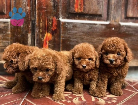 KORE TOY POODLE YAVRULARIMIZ - 7372 - Görsel 2