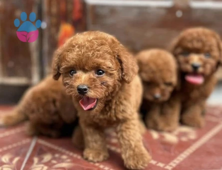 KORE TOY POODLE YAVRULARIMIZ - 7372 - Görsel 3