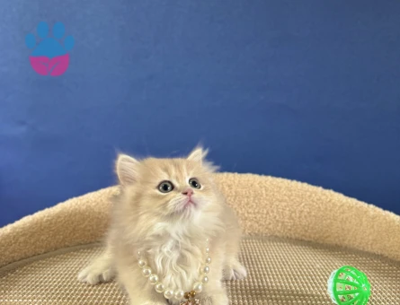 British Longhair Ay12 Dişi 2 Aylık - 8979 - Görsel 3