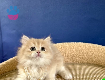 British Longhair Ay12 Dişi 2 Aylık - 8979 - Görsel 2