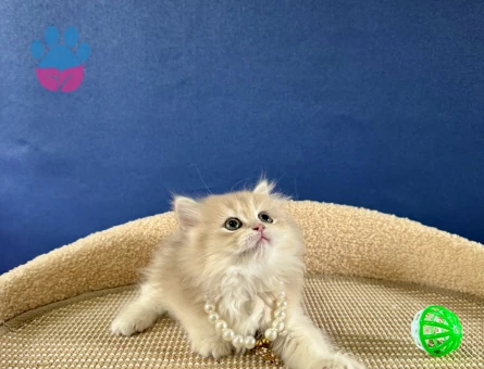 British Longhair Ay12 Dişi 2 Aylık - 8979 - Görsel 4