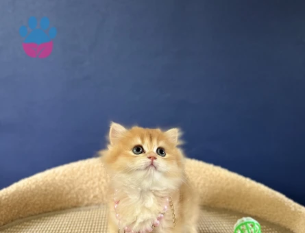 British Longhair Golden Altın Yıldız Yavrumuz - 8980 - Görsel 2