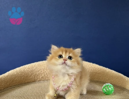 British Longhair Golden Altın Yıldız Yavrumuz - 8980 - Görsel 3