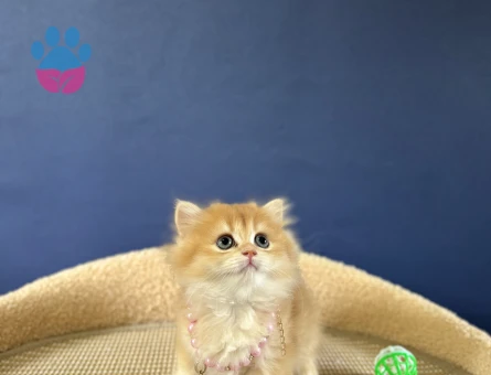 British Longhair Golden Altın Yıldız Yavrumuz - 8980 - Görsel 4