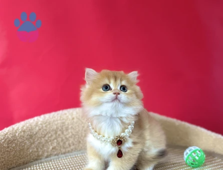 British Longhair Şeker Kız Golden Dişi Yavrumuz - 8984 - Görsel 2