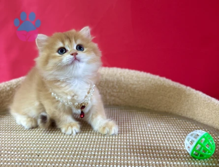 British Longhair Şeker Kız Golden Dişi Yavrumuz - 8984 - Görsel 3