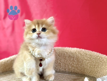 British Longhair Şeker Kız Golden Dişi Yavrumuz - 8984 - Görsel 4