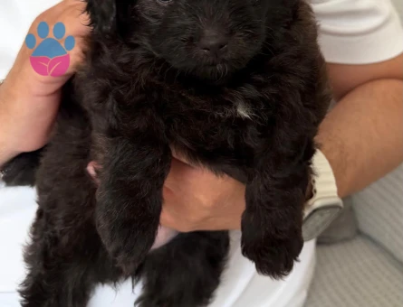 3 ADET YAVRU POMAPOO 2 AYLIK 2 DİŞİ 1 ERKEK - 8983 - Görsel 3