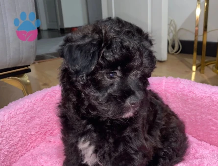 3 ADET YAVRU POMAPOO 2 AYLIK 2 DİŞİ 1 ERKEK - 8983 - Görsel 5