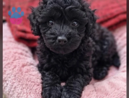 3 ADET YAVRU POMAPOO 2 AYLIK 2 DİŞİ 1 ERKEK - 8983 - Görsel 4
