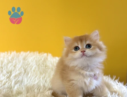British Longhair Golden Mükemmel Yavrumuz - 8985 - Görsel 2