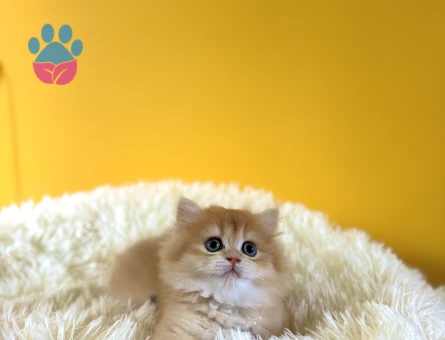 British Longhair Golden Mükemmel Yavrumuz - 8985 - Görsel 3
