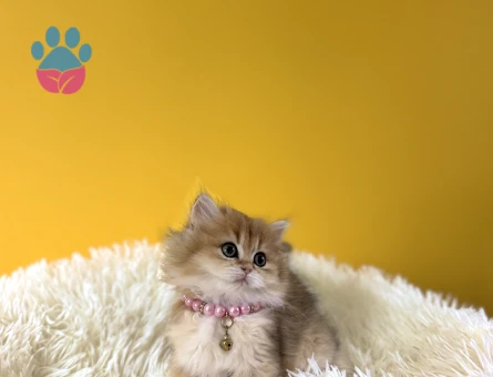 Sarı Çiçeğimiz British Longhair Dişi Yavrumuz - 8986 - Görsel 2