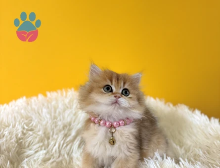 Sarı Çiçeğimiz British Longhair Dişi Yavrumuz - 8986 - Görsel 3