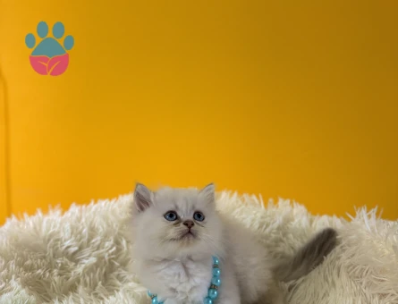 Mavi Boncuk British Longhair Erkek Yavrumuz - 8988 - Görsel 3