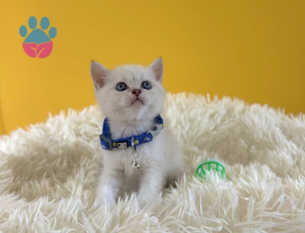British Shorthair Erkek 2 Aylık Point - 8989 - Görsel 3