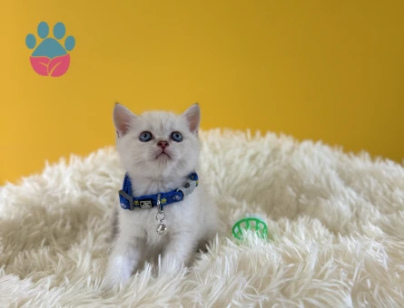 British Shorthair Erkek 2 Aylık Point - 8989