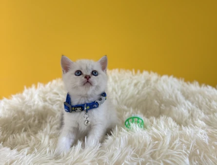 British Shorthair Erkek 2 Aylık Point - 8989