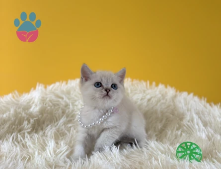 Bluepoint Dişi British Shorthair 2 Aylık - 8990 - Görsel 3