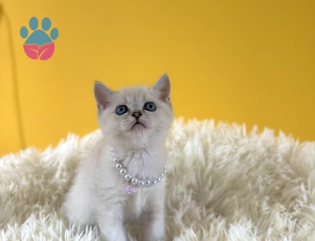 Bluepoint Dişi British Shorthair 2 Aylık - 8990