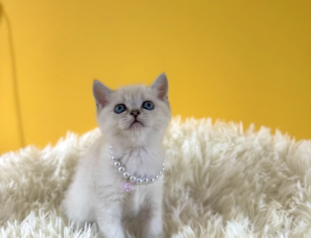 Bluepoint Dişi British Shorthair 2 Aylık - 8990