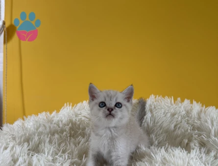 Bluepoint Dişi British Shorthair 2 Aylık - 8990 - Görsel 4