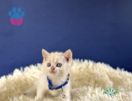 British Shorthair Silver Point 2 Aylık - 8991 - Görsel 3