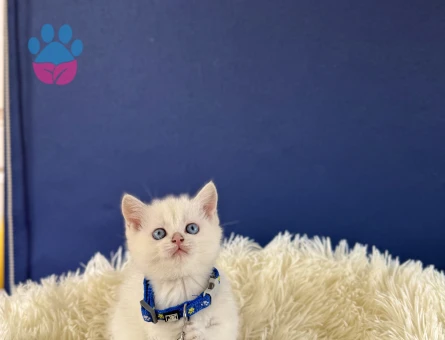 British Shorthair Silver Point 2 Aylık - 8991 - Görsel 2