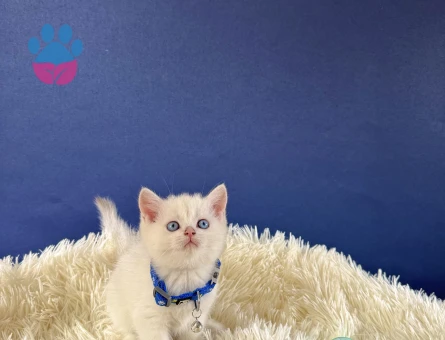 British Shorthair Silver Point 2 Aylık - 8991 - Görsel 4