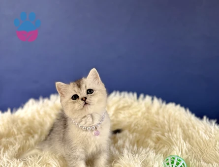 Silver British Shorthair Dişi Yavrumuz 2 Aylık - 8992