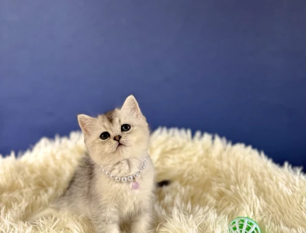 Silver British Shorthair Dişi Yavrumuz 2 Aylık - 8992