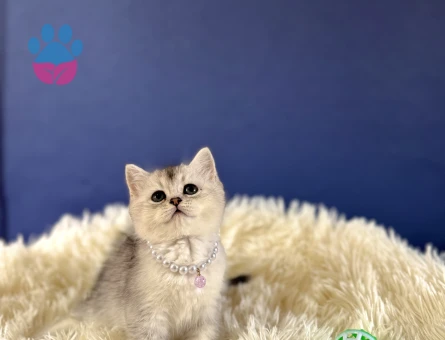Silver British Shorthair Dişi Yavrumuz 2 Aylık - 8992 - Görsel 4