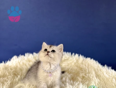 Silver British Shorthair Dişi Yavrumuz 2 Aylık - 8992 - Görsel 3