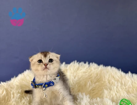 Scottish Fold Silver Tabby Erkek - 8993 - Görsel 2