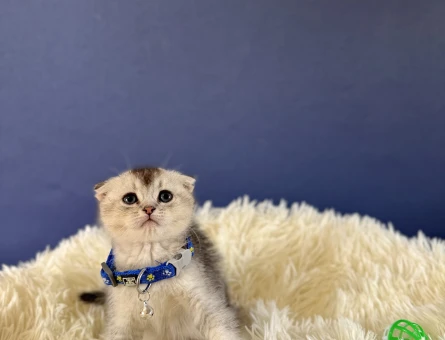 Scottish Fold Silver Tabby Erkek - 8993