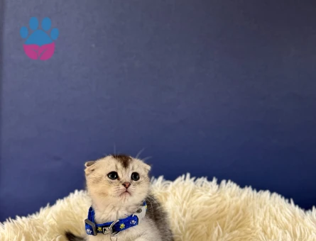 Scottish Fold Silver Tabby Erkek - 8993 - Görsel 3