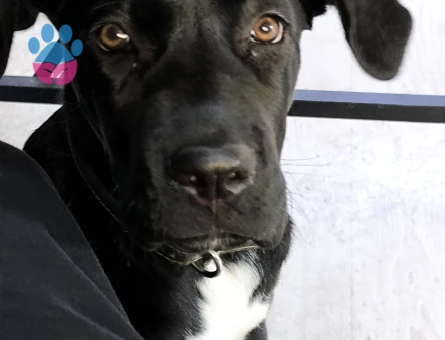 5 aylık Cane Corso yavrusu dişi - 8994 - Görsel 2