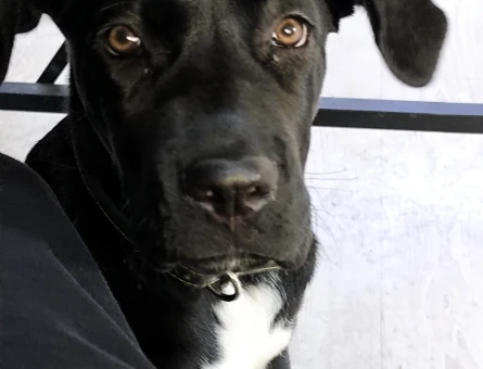5 aylık Cane Corso yavrusu dişi - 8994