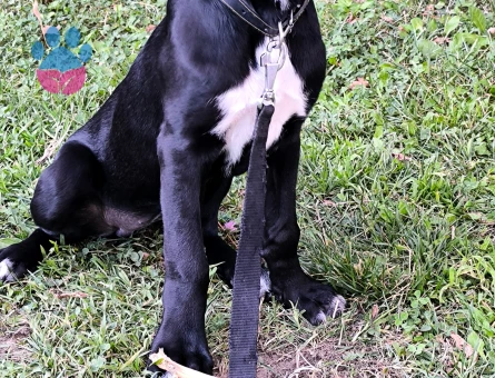 5 aylık Cane Corso yavrusu dişi - 8994 - Görsel 3