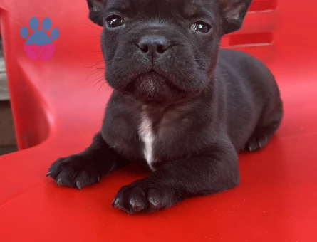 A Kalite Blue Ve Siyah French Bulldog Yavru - 8995 - Görsel 3